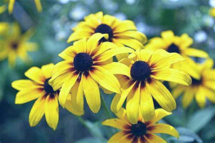 Hell Hot 40 slot game