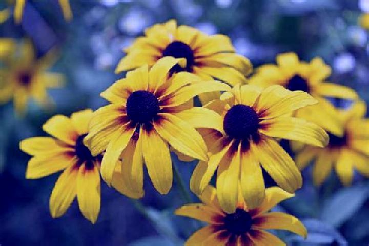 Knockout Baccarat Live Casino slot game