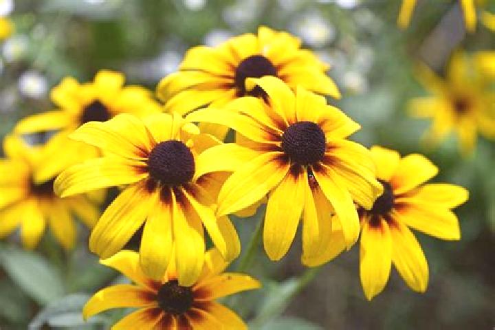 Maaax Diamonds GDN online slot