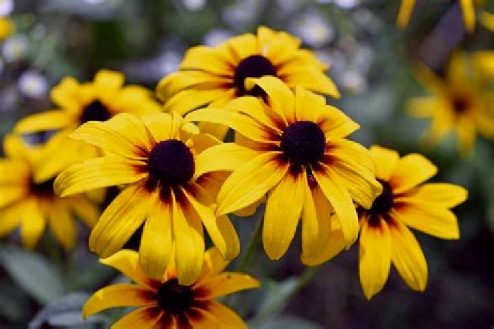 Pachinko 2 slot game
