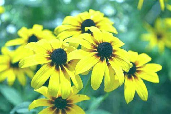 Pirates Paradise (Microgaming) slot