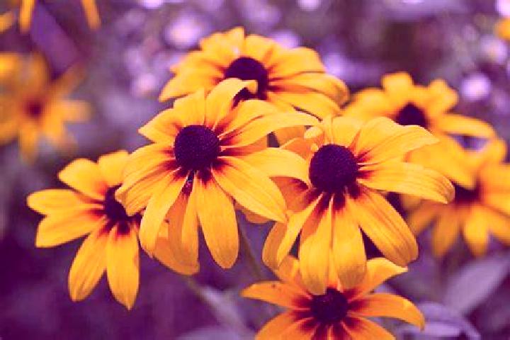 The 3 Pigs of Wolf Street slot machine