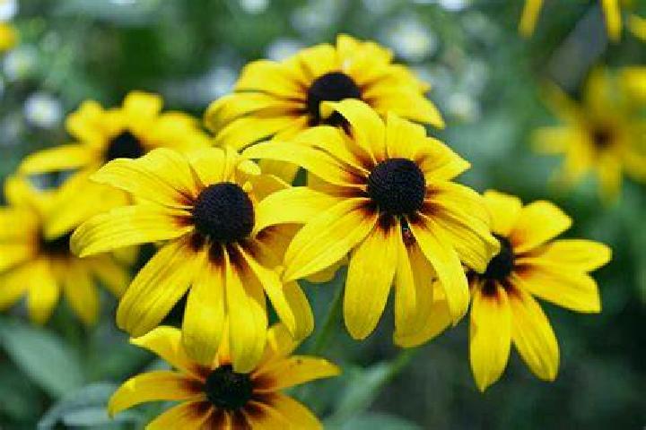 Viva las Slots slot machine